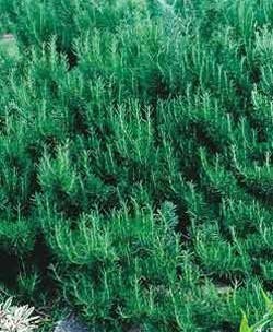 Salvia rosmarinus 'Hill Hardy'  - Rosemary